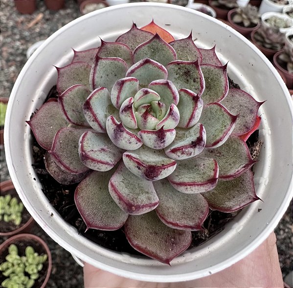 E. TIMONA POTE 9