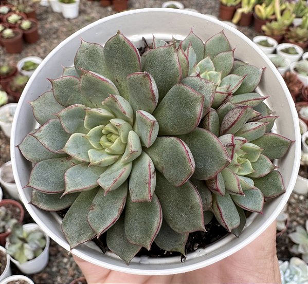 E. SHAMROCK POTE 9