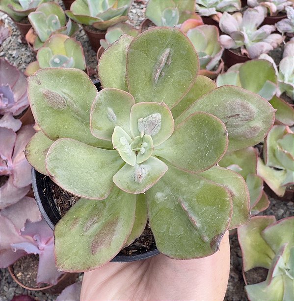 E. BARON BOLD POTE 9