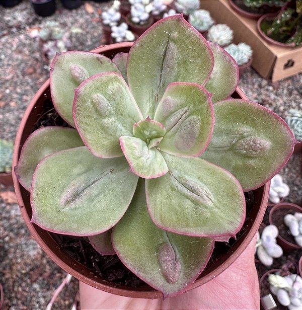 E. BARON BOLD POTE 9