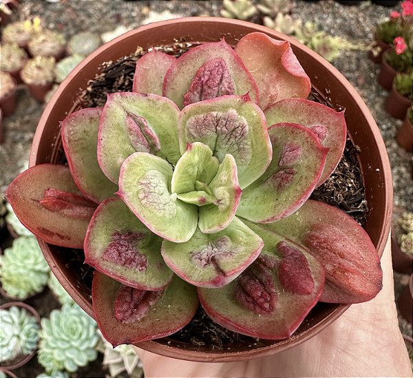E. BARON BOLD POTE 9