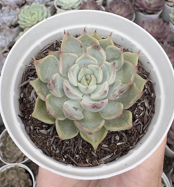 E. CUSPIDATA ROSA POTE 9