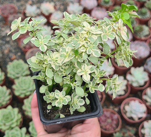 PILEA MICROPHYLLA VAR. POTE 7
