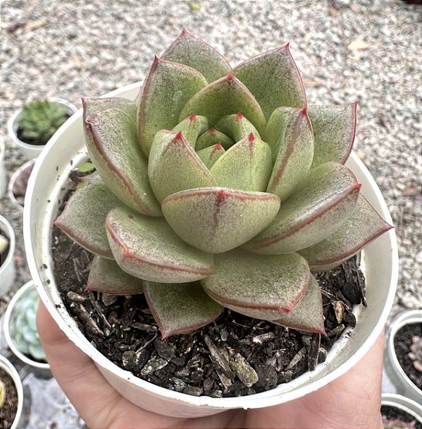 E. HAKONE POTE 9