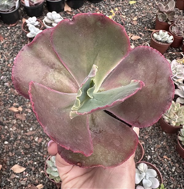 E. GIBB. MAUNA LOA POTE 9