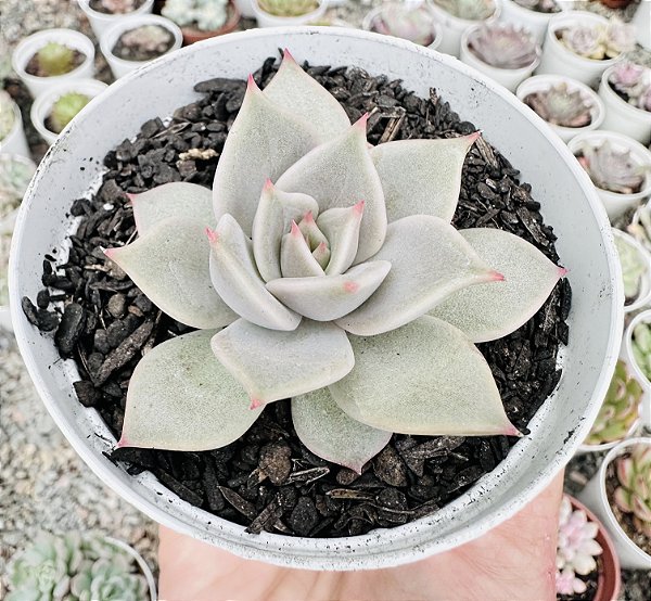 E. SERENGETI POTE 9