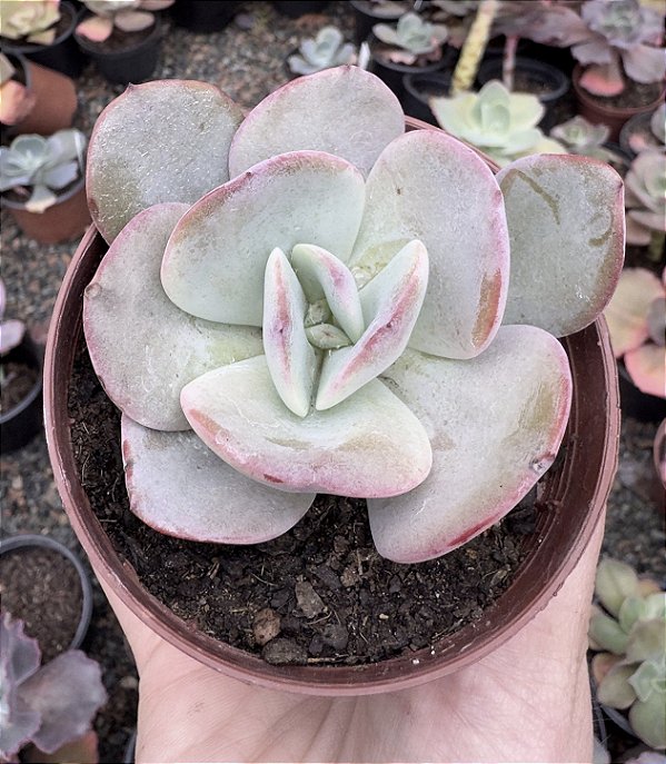 E. GILA POTE 9