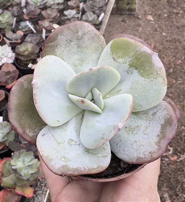 E. GILA POTE 9
