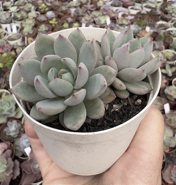E. YMMIE POTE 9