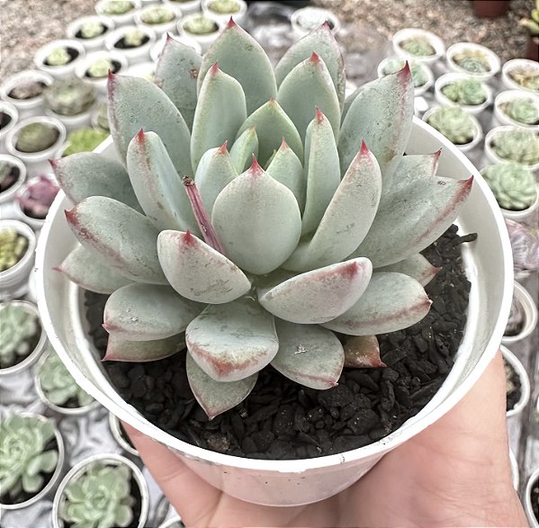 E. YMMIE POTE 9