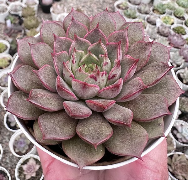 E. CINZIA POTE 9