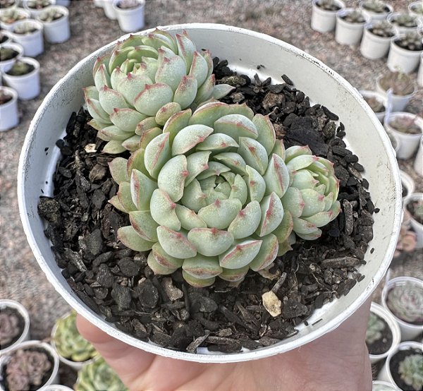 E. RED COAT CLUSTER KOREA POTE 9