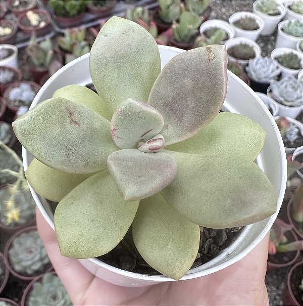 E. CUMBRE VIEJA POTE 9