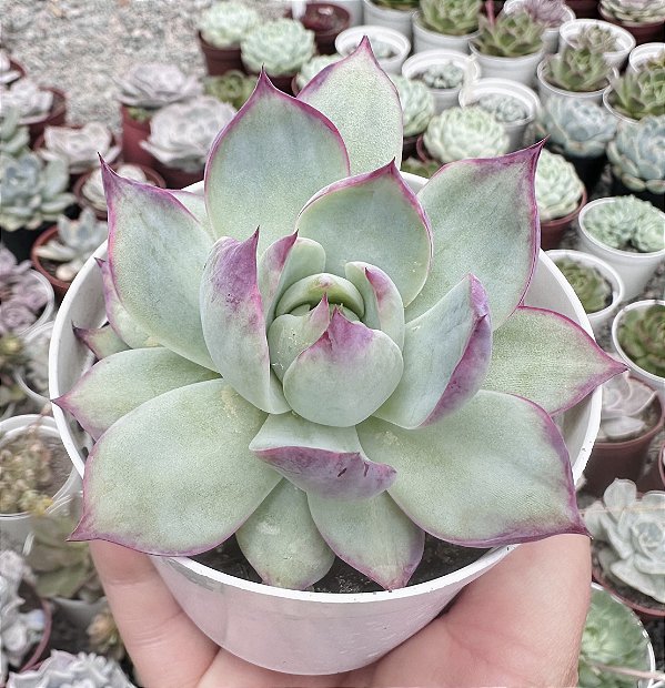 E. CASIO VAR. POTE 9