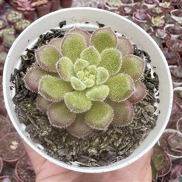 E. FANTASIA CAROL POTE 9