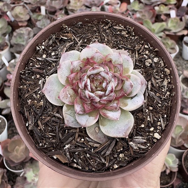 E. RED VELVET POTE 9