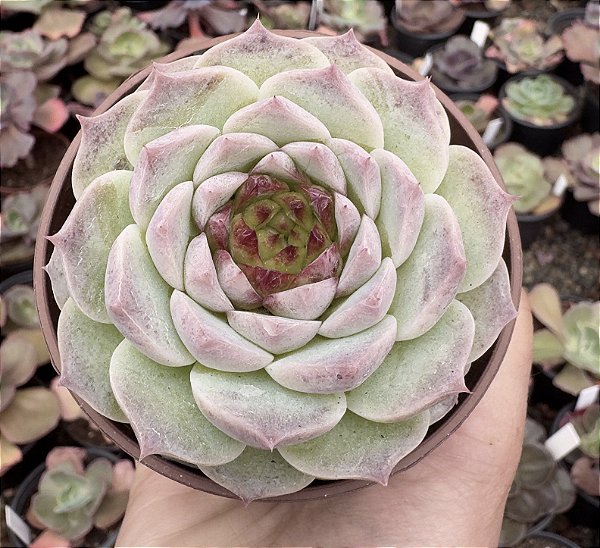 E. RED VELVET POTE 9