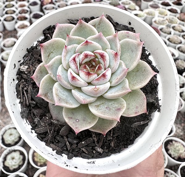 E. RED VELVET POTE 9