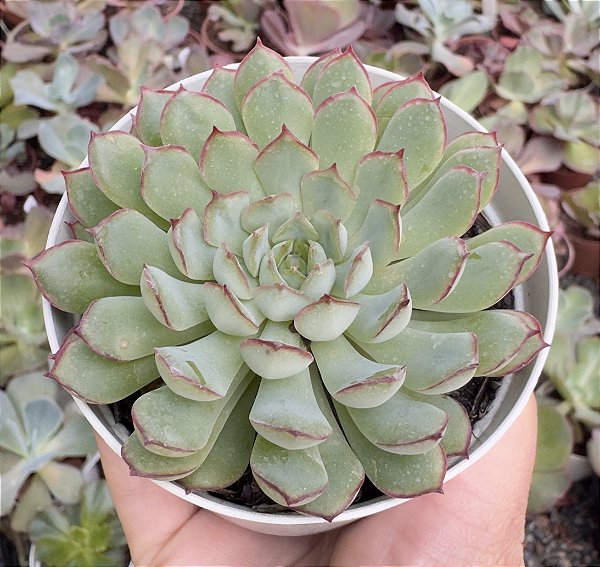 E. DREAM ROSE POTE 9