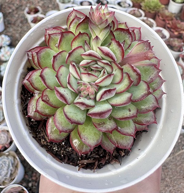 E. DREAM ROSE POTE 9