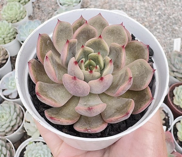 E. SCARLET WITCH POTE 9