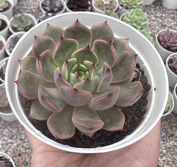 E. SCARLET WITCH POTE 9