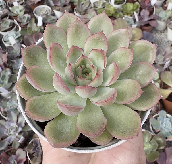 E. DALÍRIA POTE 9