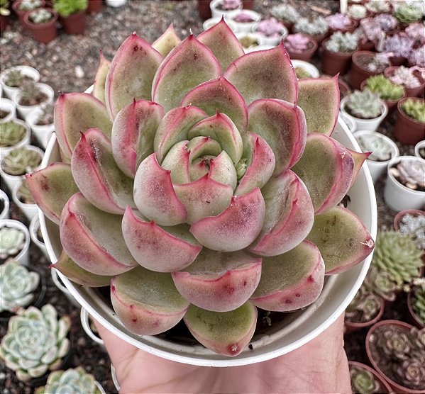 E. DALÍRIA POTE 9