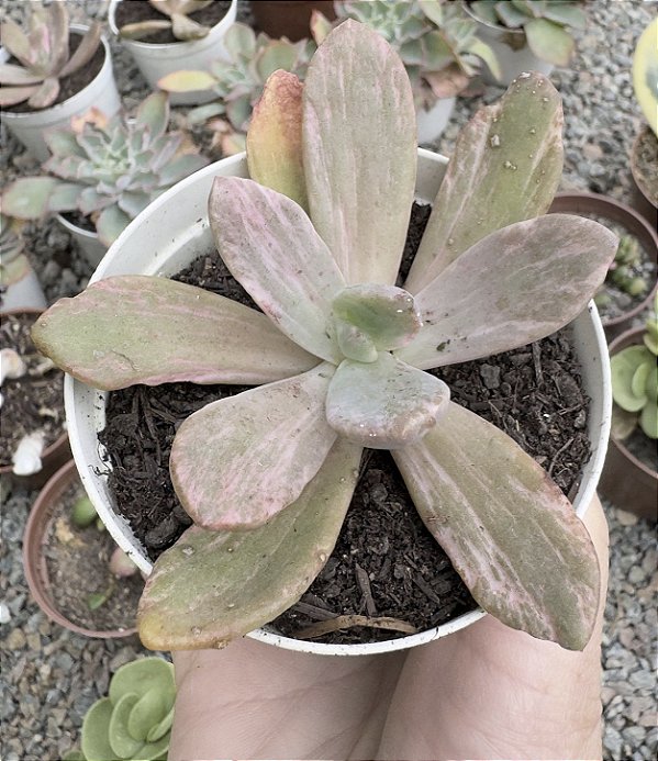 E. BERSERK VAR. POTE 9