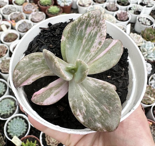 E. BERSERK VAR. POTE 9