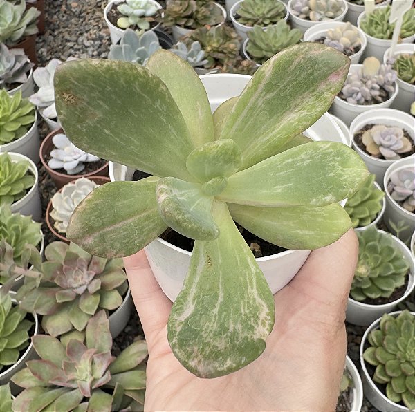 E. BERSERK VAR. POTE 9