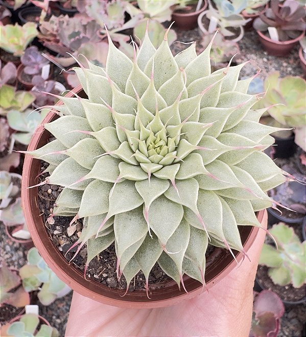 GRAP. SILVER STAR POTE 9