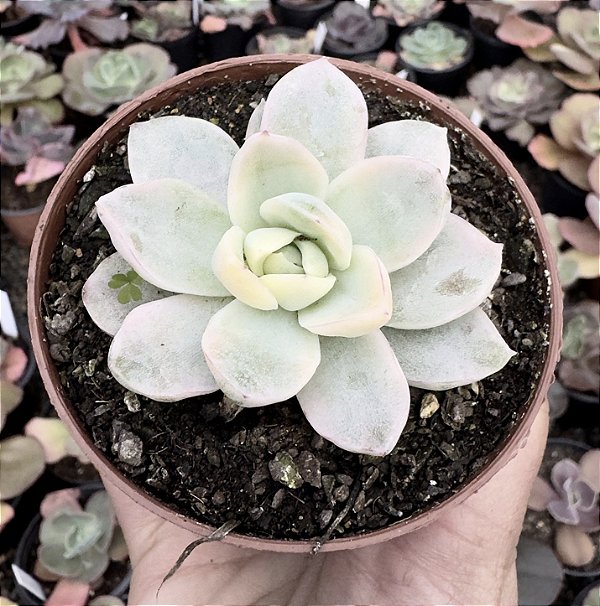 E. ALBICANS VARIEGATA POTE 9