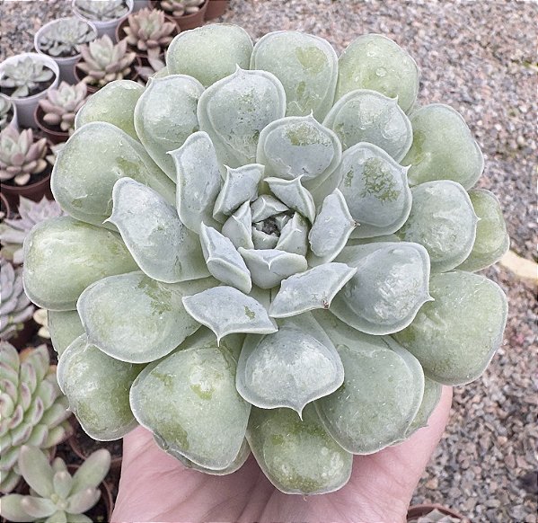 E. HIARIUM POTE 9