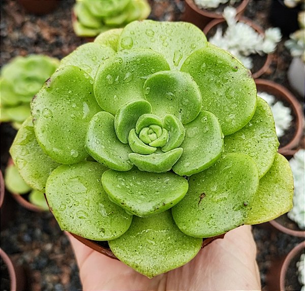 A. LILY PAD POTE 9