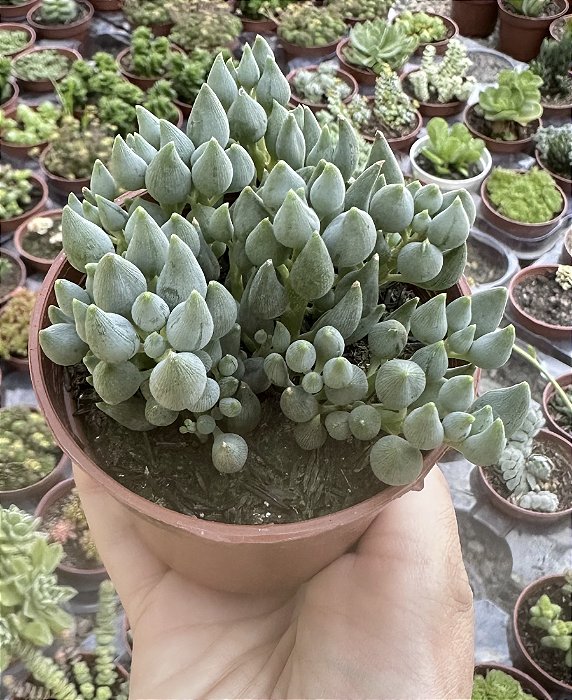 SENECIO CITRIFORMIS COLÔNIA POTE 9
