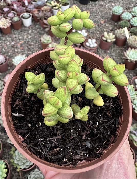 C. MONTICOLA POTE 9