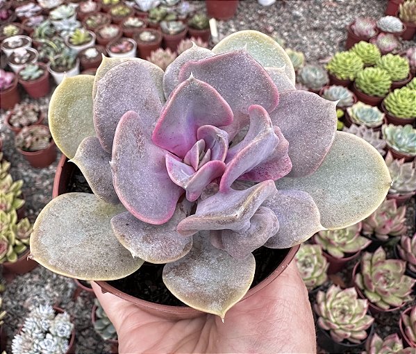 E. TROMPETTE POTE 9