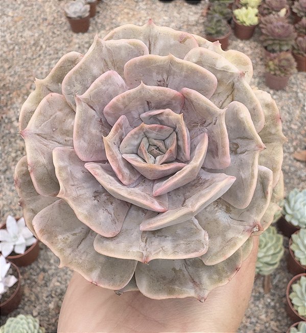 E. MARBLE (MAGIC BALL) POTE 9