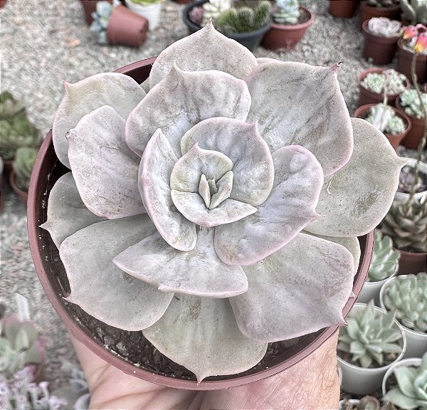 E. MARBLE (MAGIC BALL) POTE 9