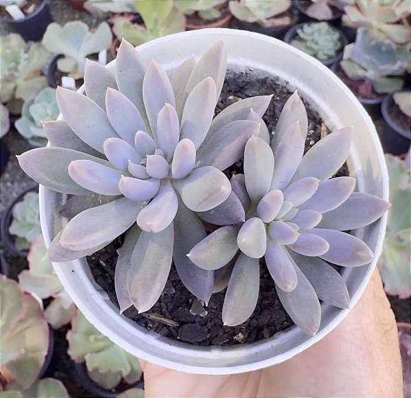 PACHY. DEVIL FINGERS POTE 9