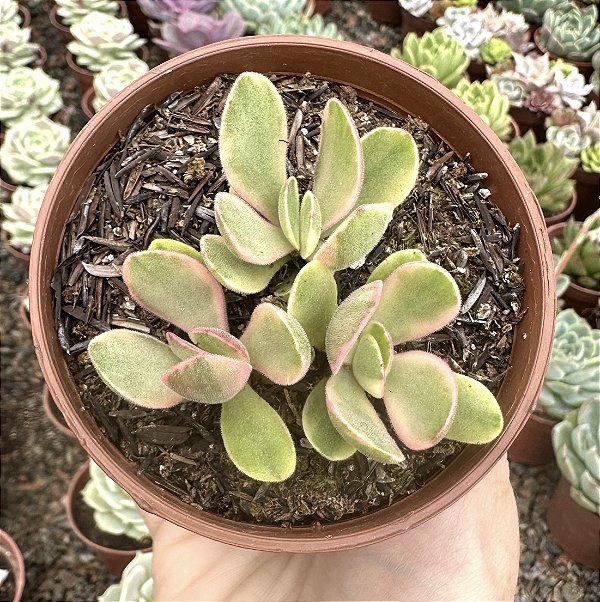 C. MONEY MAKER VAR. POTE 9 (COLÔNIA)