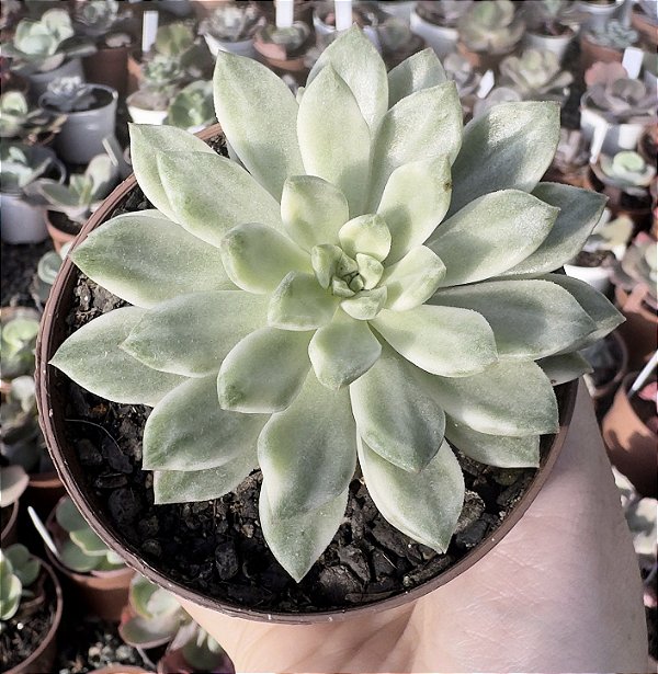 E. GREEN EMERALD VAR. POTE 9