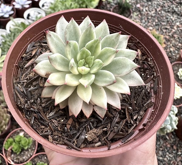 E. GREEN EMERALD VAR.  POTE 9