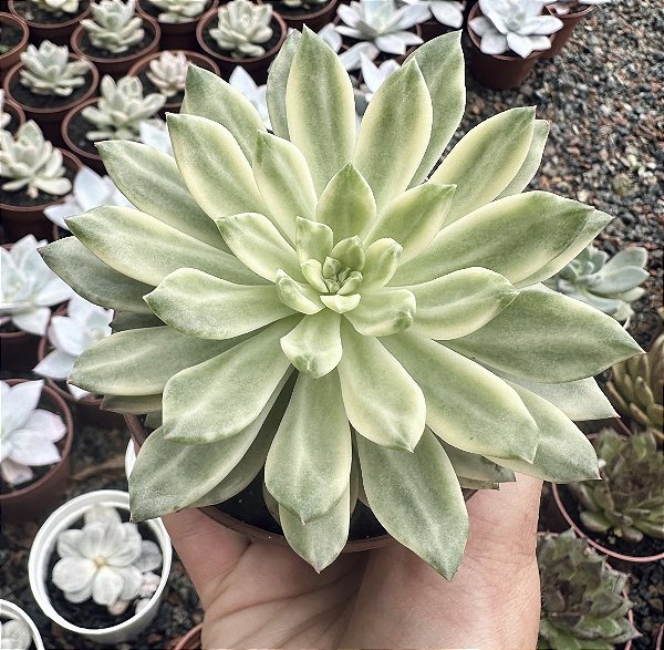 E. GREEN EMERALD VAR. POTE 9