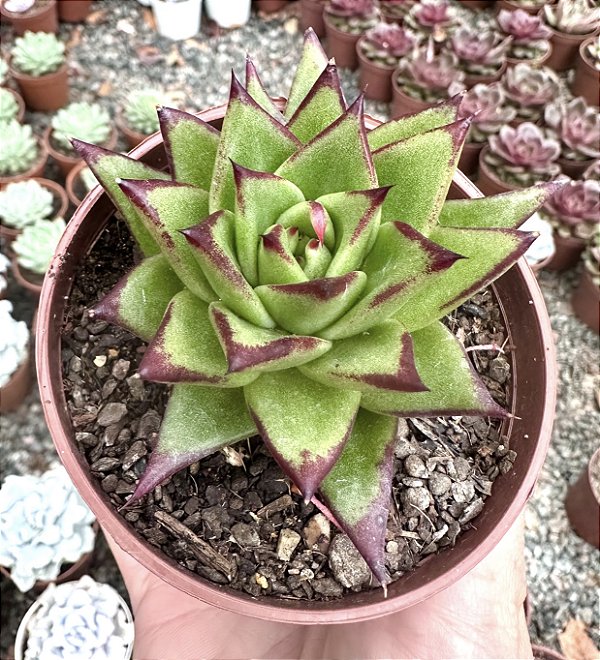 E. LIPSTIK POTE 9