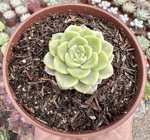 E. TINKERBELL VAR.  POTE 9