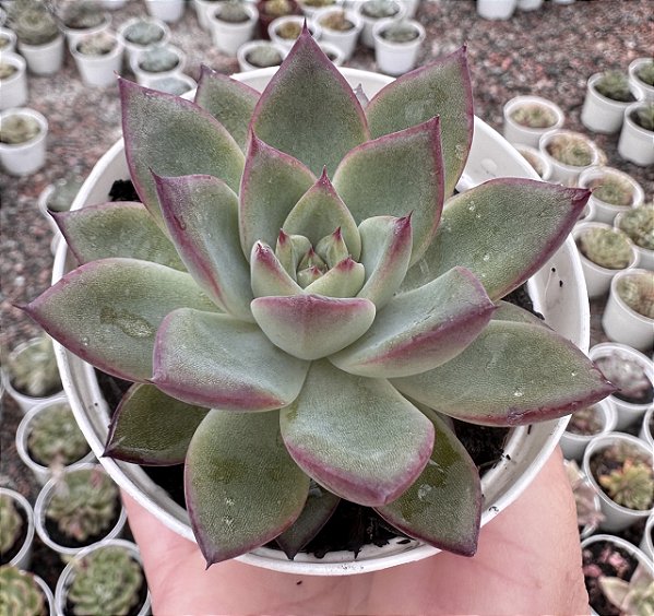 E. AGAV. MORGAIN POTE 9