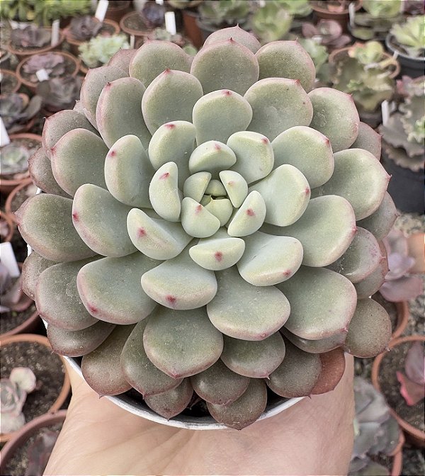 GRAP. SNOW PEACH POTE 9