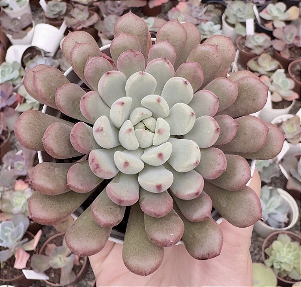 GRAP. SNOW PEACH POTE 9